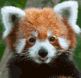 Red panda