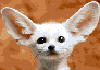 Fennick fox