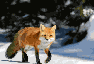 Fox in forest