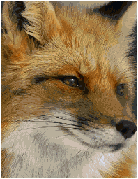 Fox with a white border <3