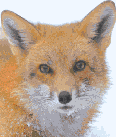FOXXXX <3