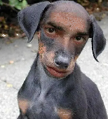 Mandog