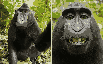 monke
