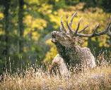 Moose
