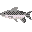 Atlantic Salmon