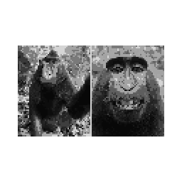 monke