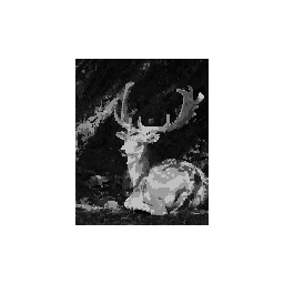 Resting Deer