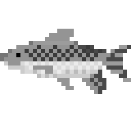Atlantic Salmon