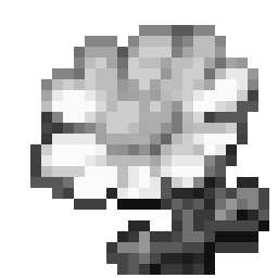 White Daisy