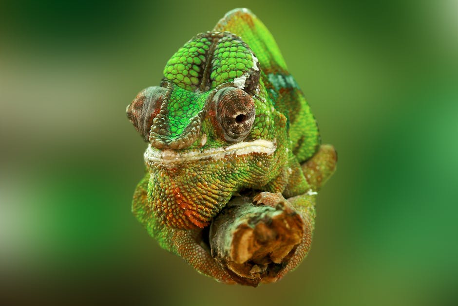 Chameleon