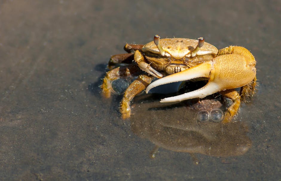 The Crab's Claws Symbolize Cancer's Tendency To Cling