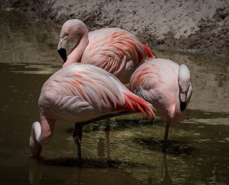 Flamingos
