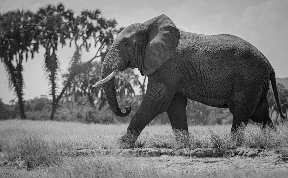 Elephants Show Altruistic Behavior Toward Other Species