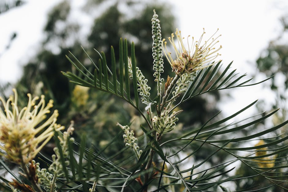 Pineapples Grow From the Ground, Not Trees