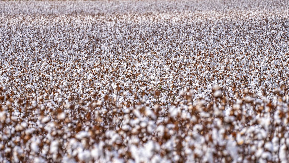 Cotton