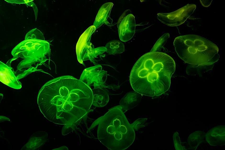 Bioluminescence