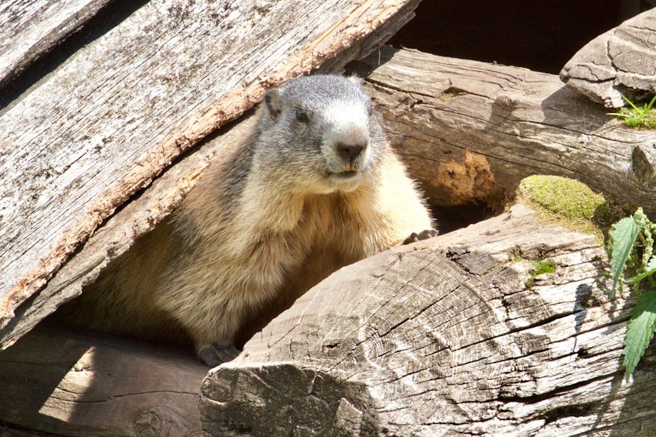 Marmot