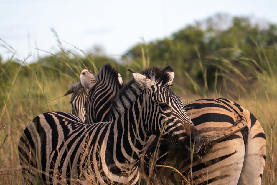 Botswana's National Animal, the Zebra, Symbolizes Unity