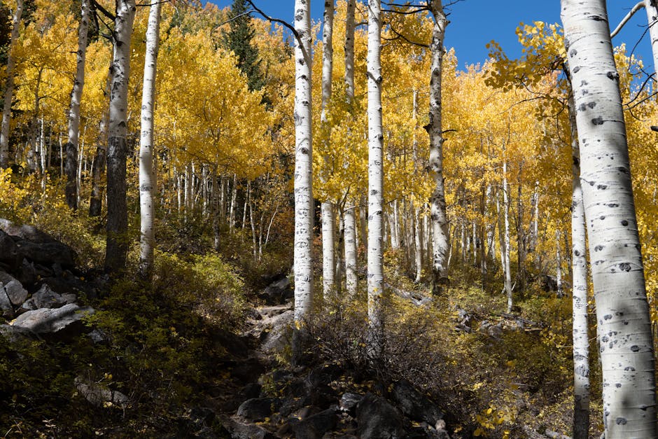 Earth's Oldest Living Organism Is a Clonal Colony of Aspen Trees