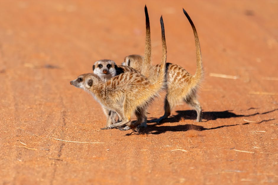 Wild Meerkats Are a Major Draw in the Makgadikgadi Salt Pans