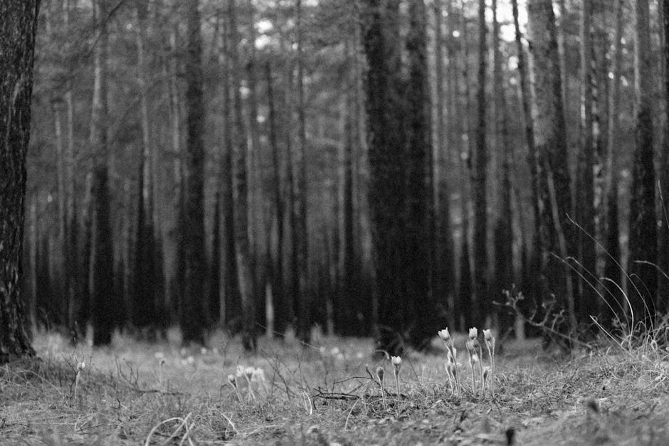 Primeval Forest