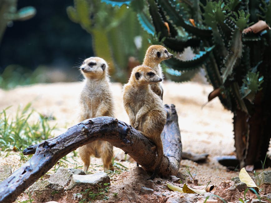 Meerkats