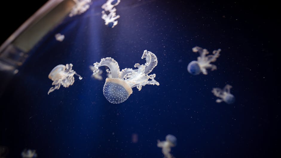 Turritopsis Dohrnii Is The Only Known Immortal Animal