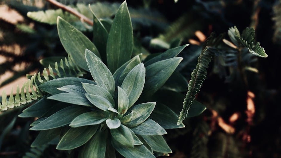 Pineapples Grow From the Ground, Not Trees