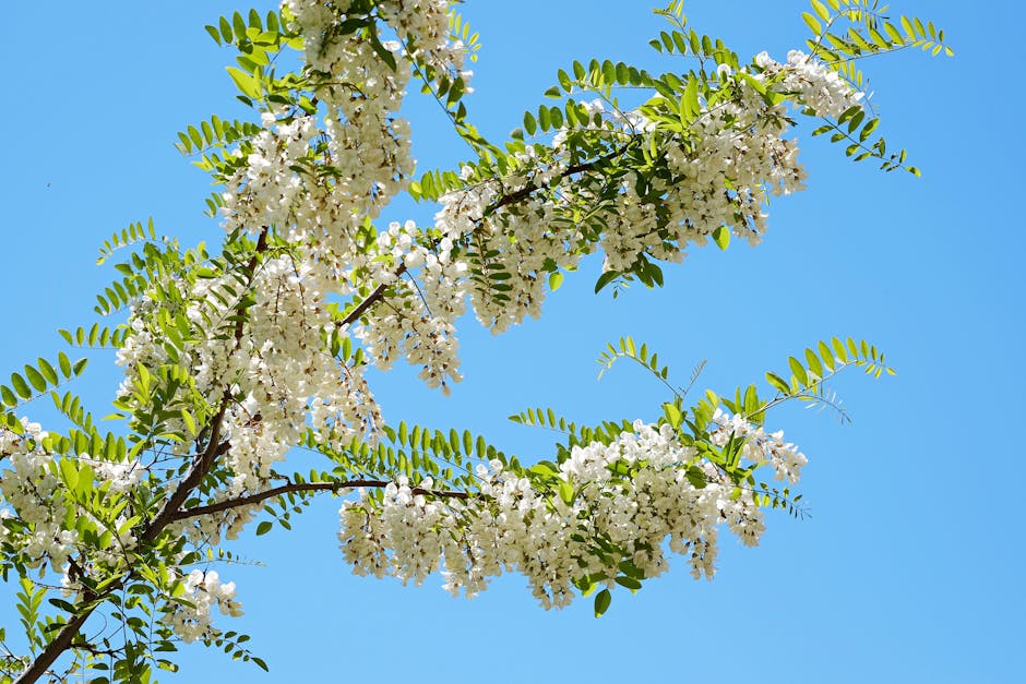 Acacia