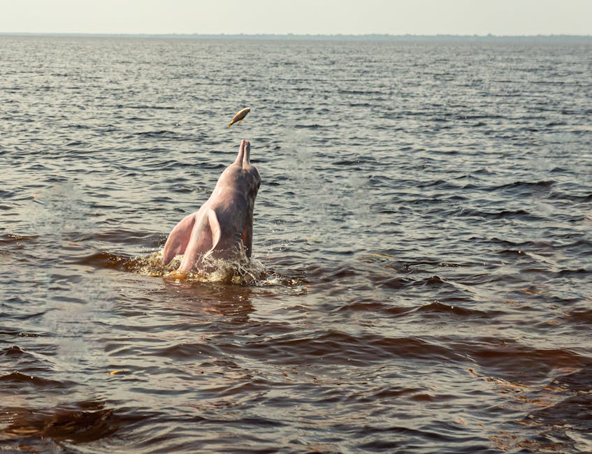 Bolivia is Home to Unique Pink River Dolphins.
