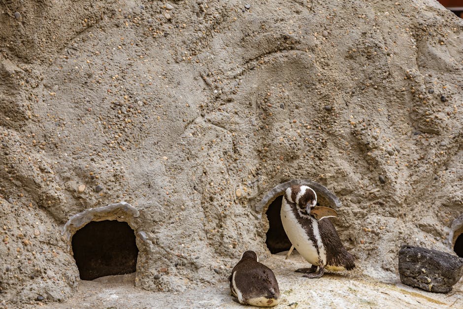 Humboldt Penguins Nest in Deserts Along Chile's Coast