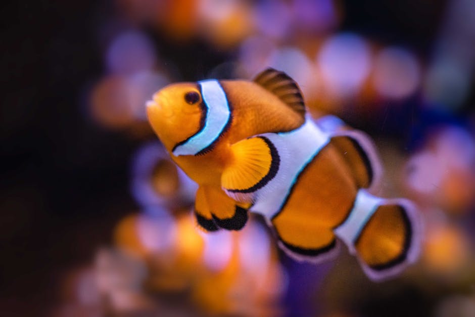 Clownfish Can Change Their Sex From Male To Female