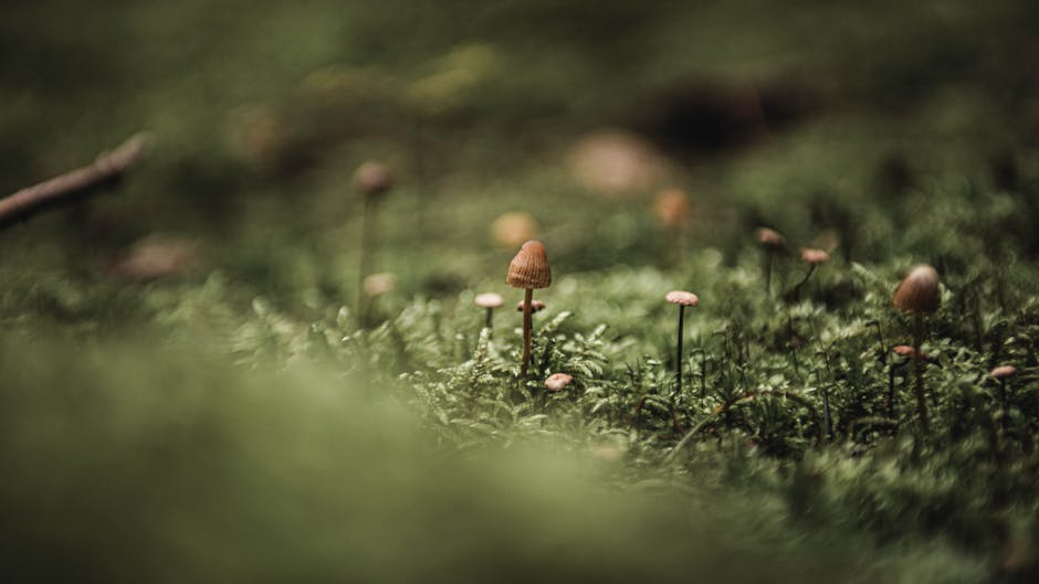 Bialowieza Forest