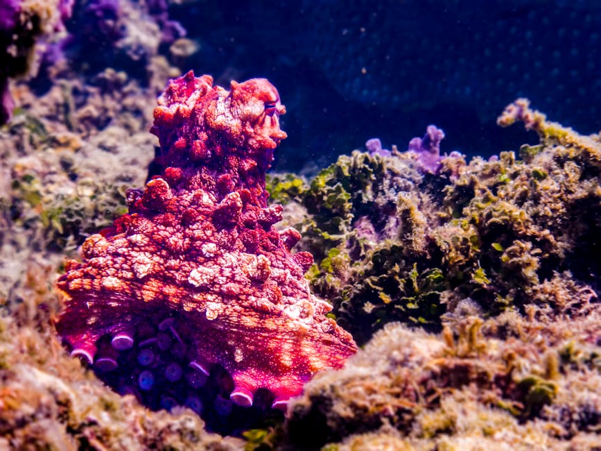 Octopuses Can Edit Their Own RNA To Adapt Faster Than DNA Changes