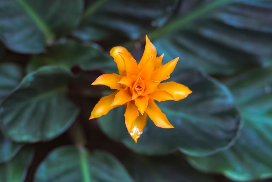 Bromeliad