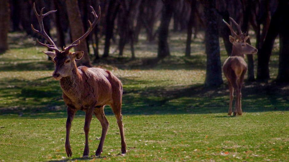Barbuda is Home to a Unique Population of Wild Fallow Deer