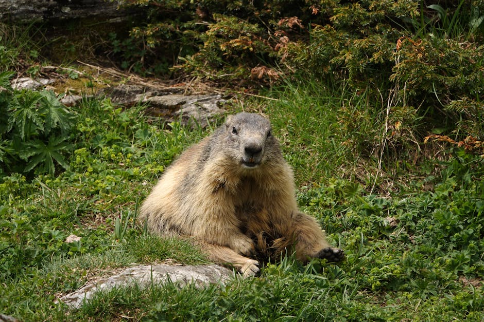 The Groundhog Is North America's Most Famous Marmot
