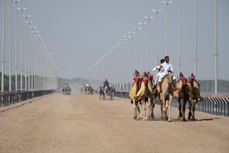 Camel Racing