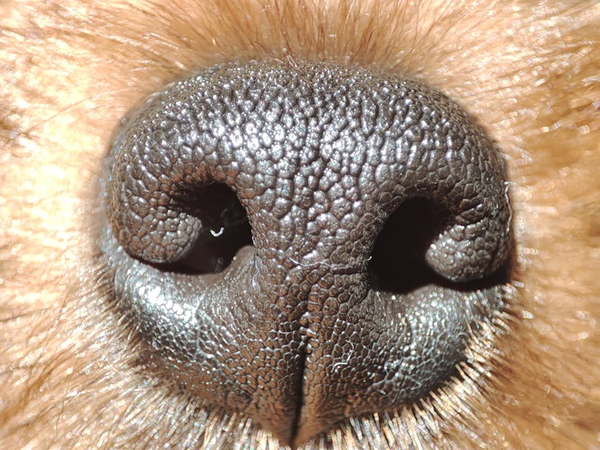 Animal Senses