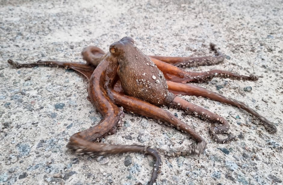 Most Octopuses Live Only One to Five Years