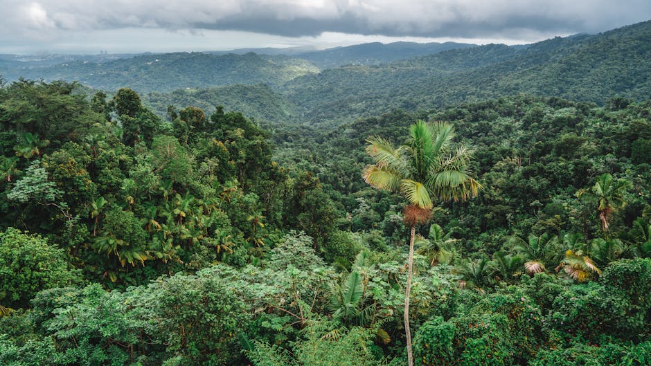 Pygmy Tribes Maintain Traditional Lifestyles in Cameroon's Rainforests.