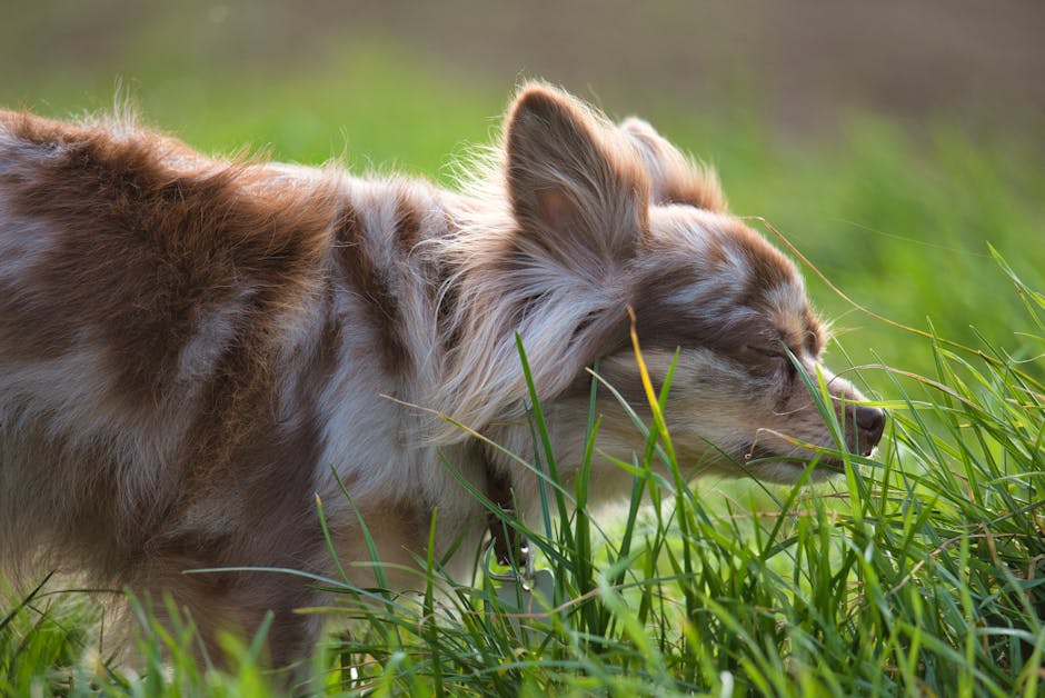 Scent Detection
