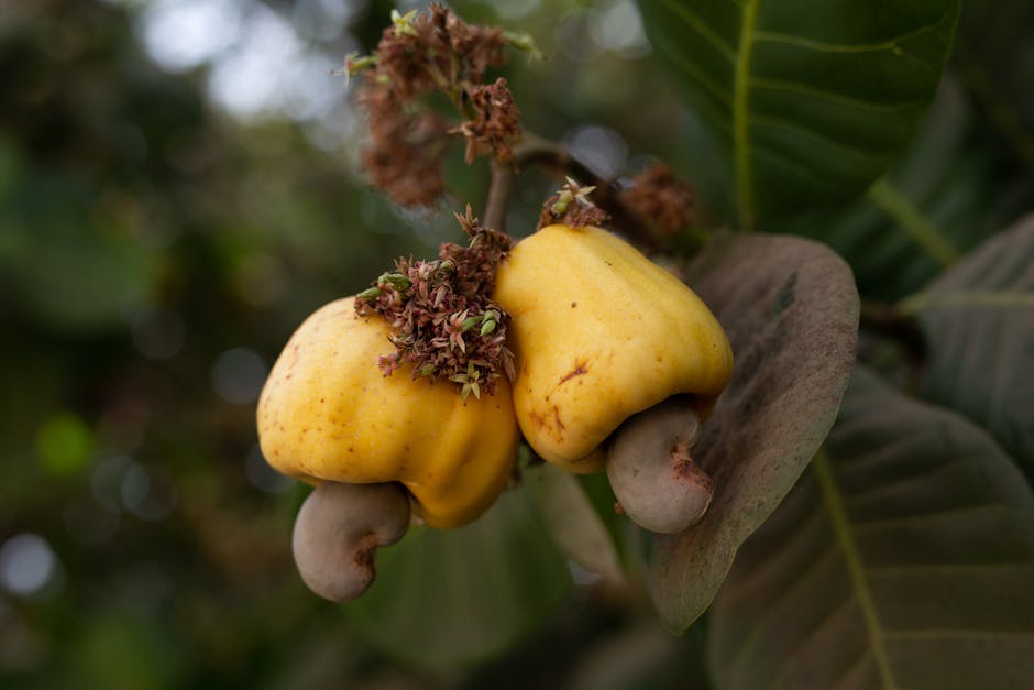 Belize Hosts an Annual Festival Dedicated to the Cashew Nut