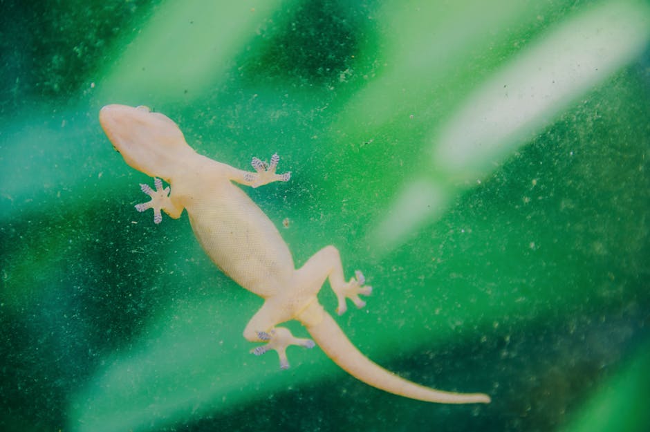 Geckos' Feet Use Van Der Waals Forces To Stick To Surfaces