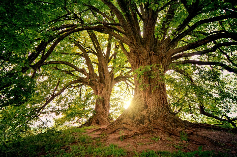 Trees