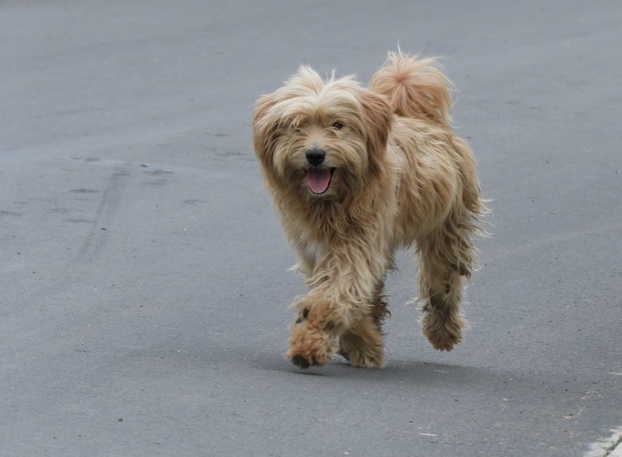 A Dog's Heartbeat Synchronizes With Its Owner's When They Bond