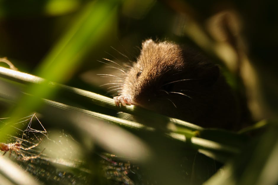 Some Mice Build Complex Burrows
