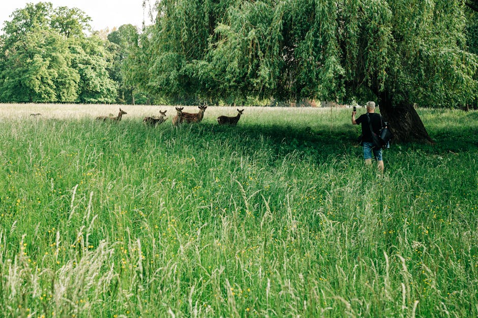 Wildlife Observation