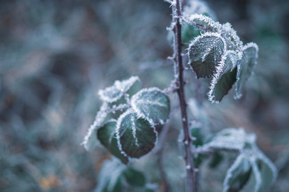 Freezing