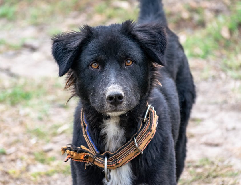 Border Collies Can Learn Over 1,000 Words